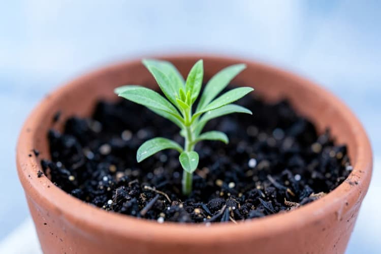 Uma planta crescendo em um vaso, representando o crescimento e a aquisição de propriedade ao longo do tempo.