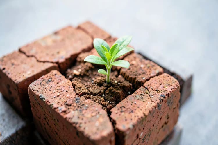 Uma planta crescendo em meio a tijolos quebrados, simbolizando a passagem do tempo.
